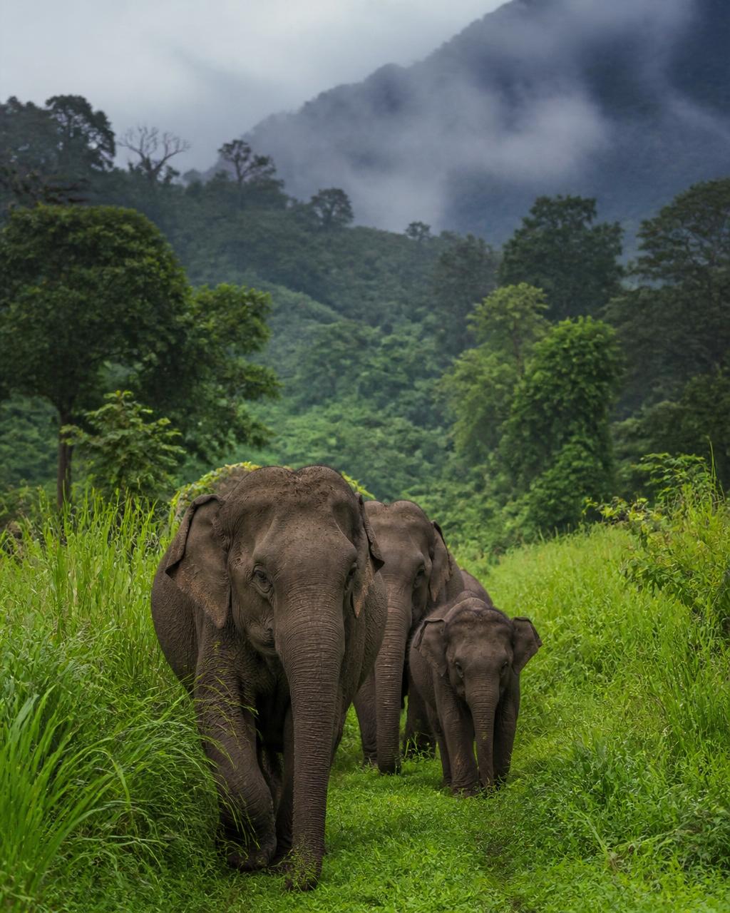 Wayanad, Kerala